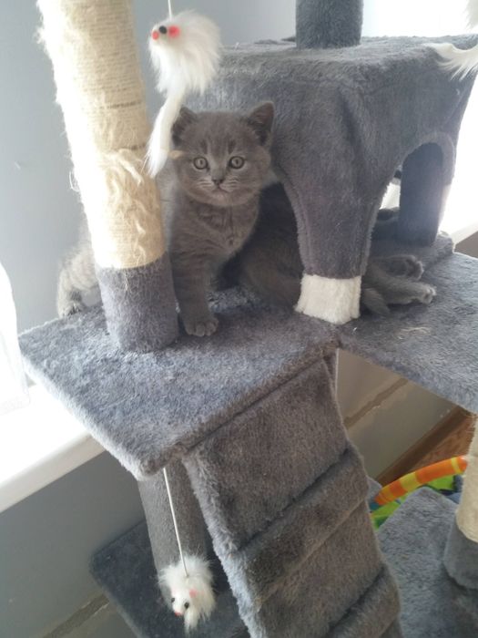 Kotka brytyjska niebieska