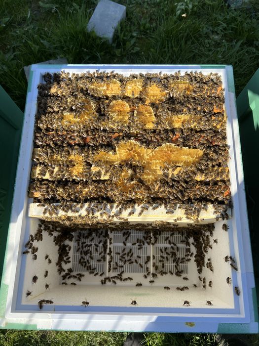 Zapisy na odkłady 5r i 6r Hinderhoffer 2026r