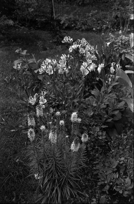 Aparat analogowy Rollei 35