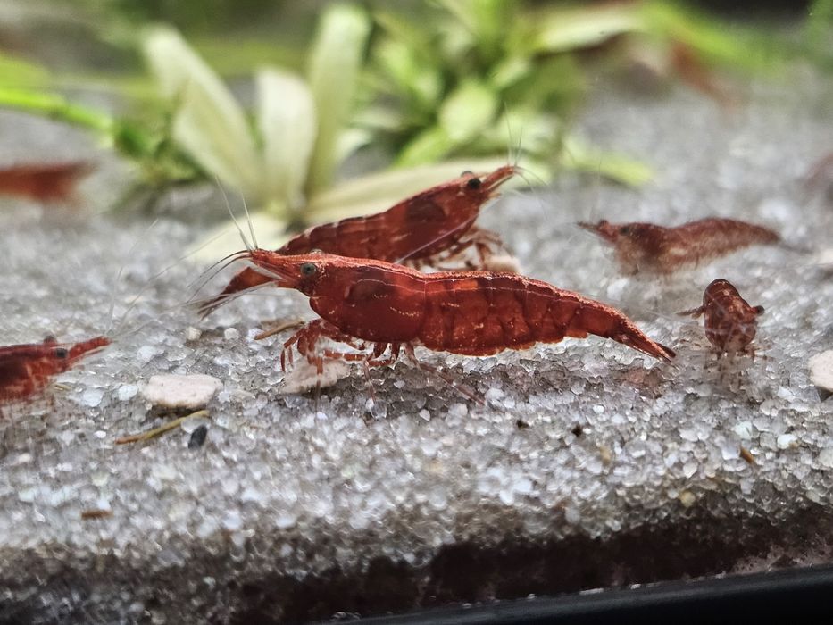 Camarões Red Cherry sakura