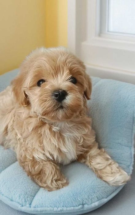 Мальтипу. Мини мальчик в окрасе тёплая карамель.