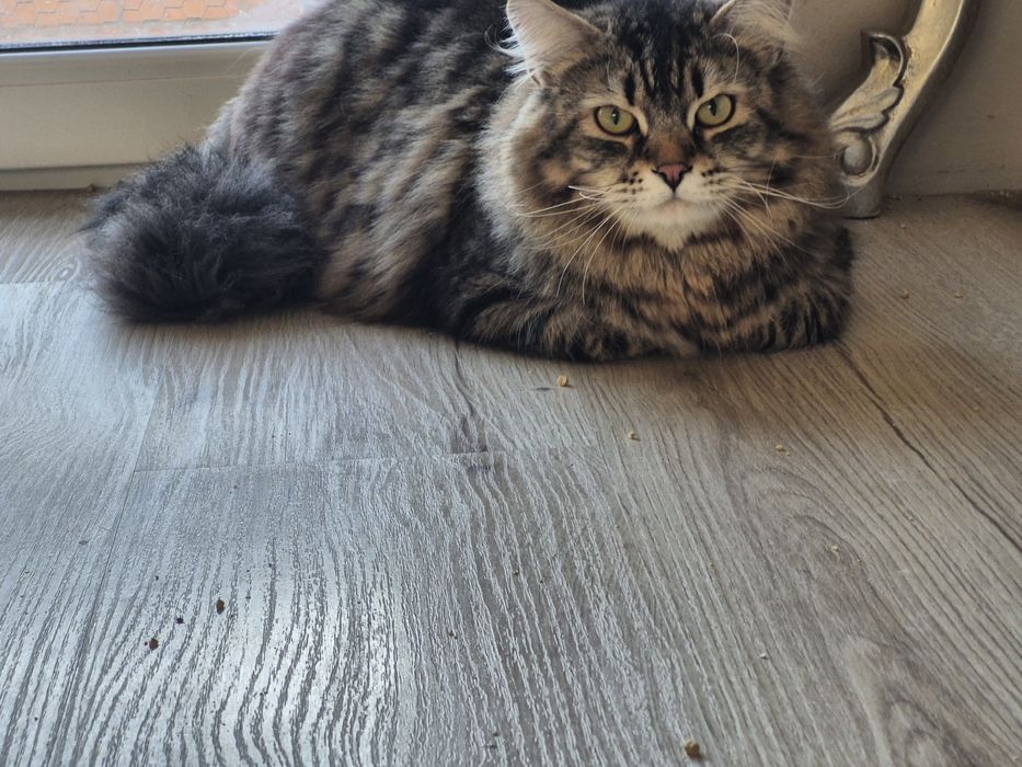 Kocurek Syberyjski odchowany