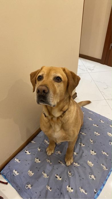 Labrador szuka stałego i kochającego domu