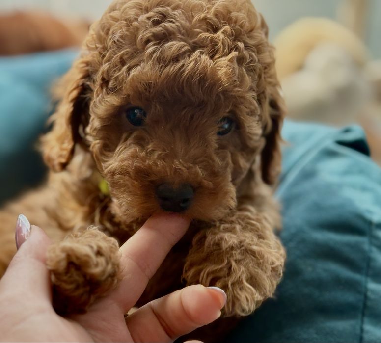 Дуже грайливий малиш той пудель