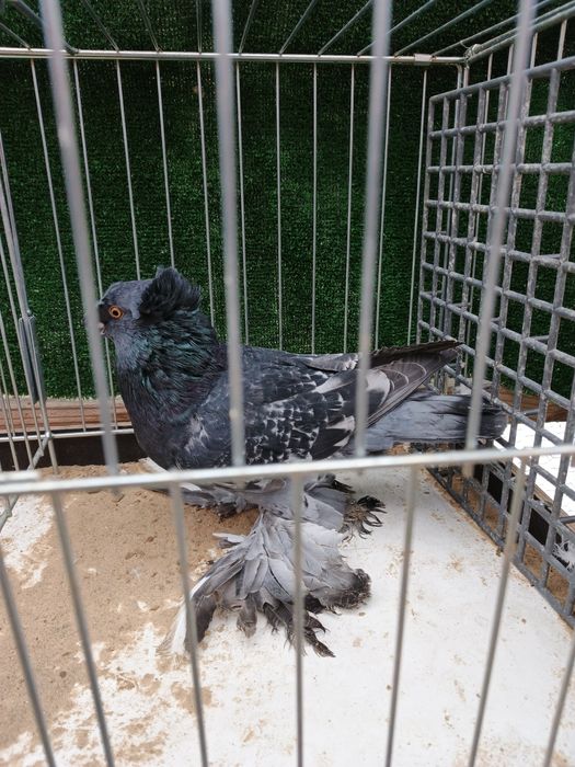 Turkoty niemieckie samice