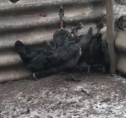 Продам инкубационное яйцо от кур породы Черний Дракон