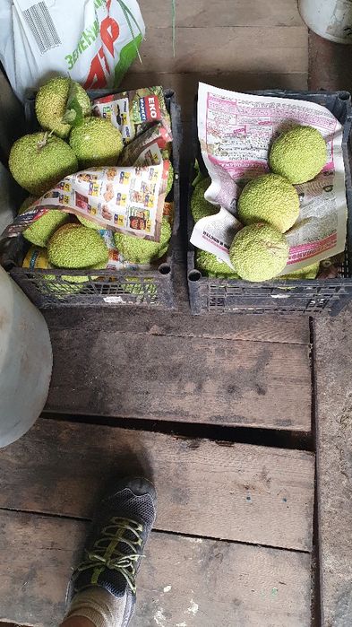 Продам плоды маклюры ,,Адамово яблоко ,,