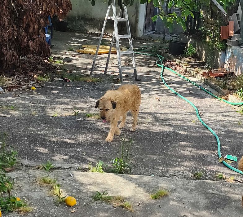 Para adoção responsável e amor por animais