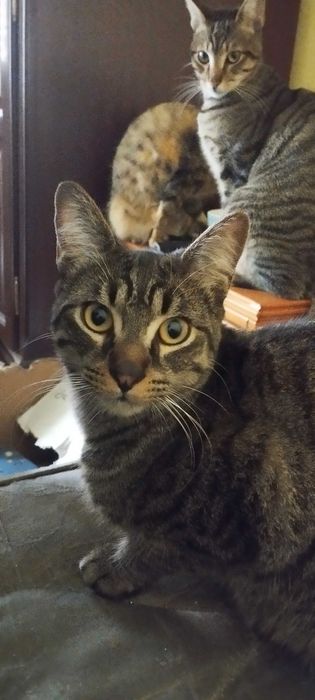 Para dar 2 gatinhos com 1 ano