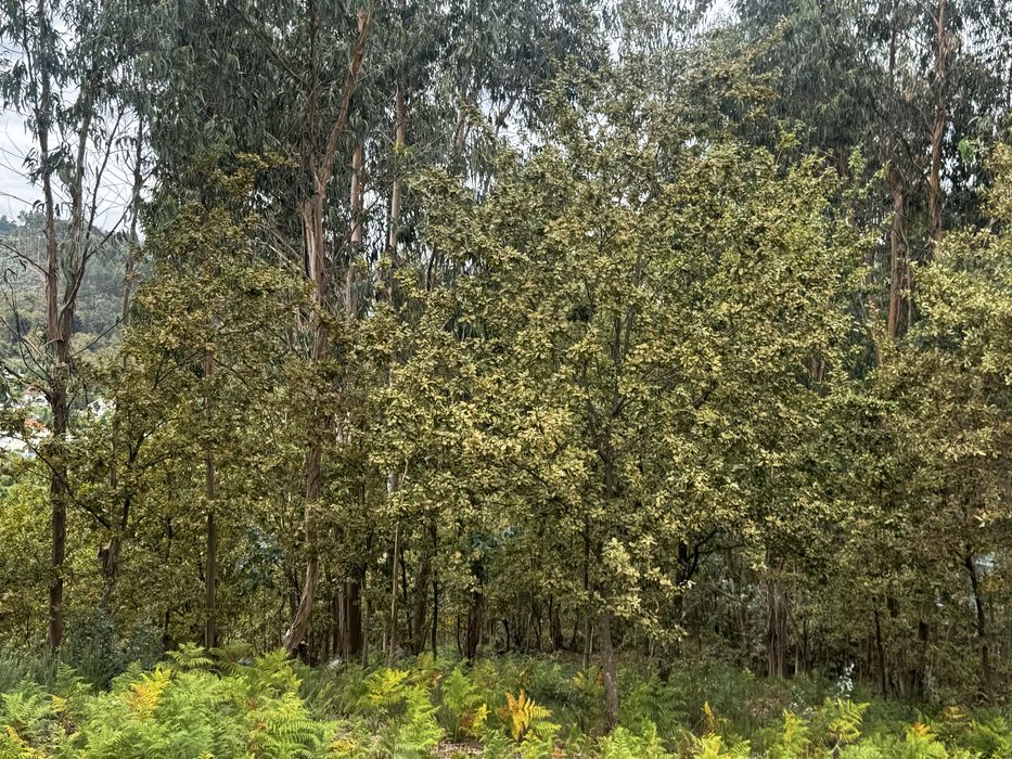 Vendo / troco terreno