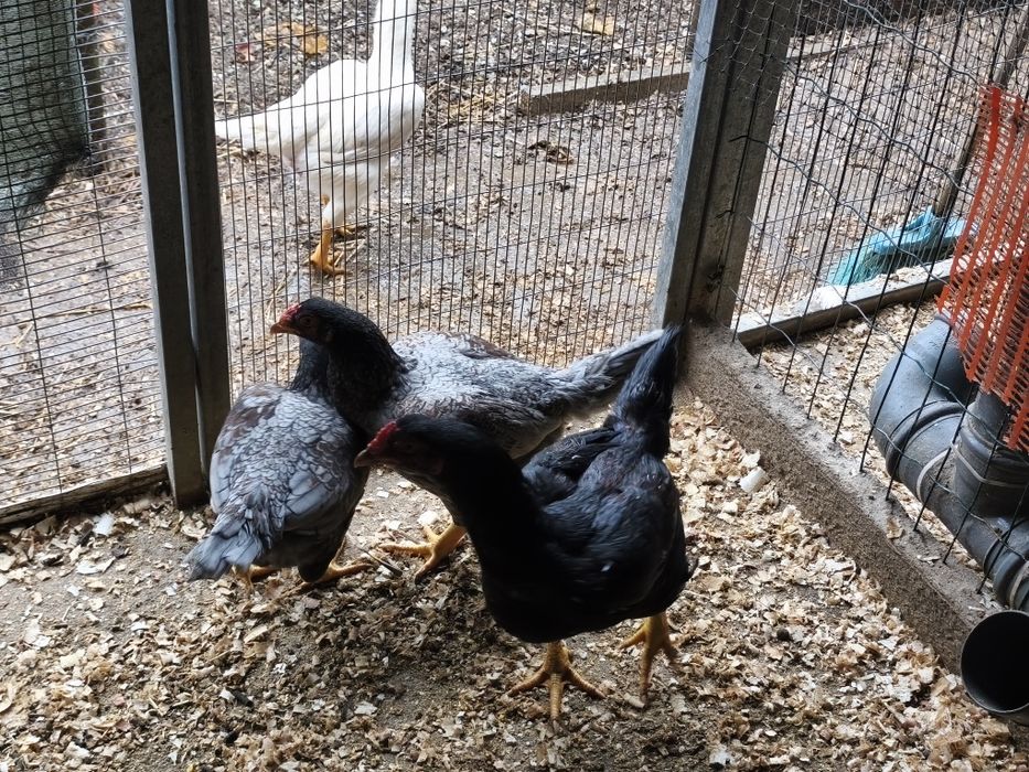 Galinhas de várias Raças