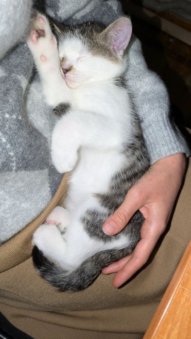 Кошеня, хлопчик, 2.5 міс.
