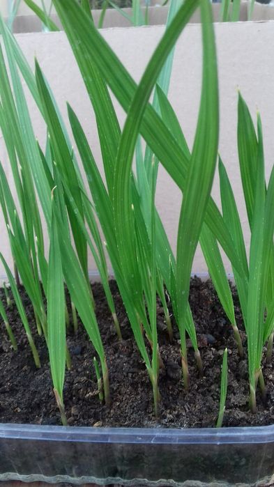 Семена пальмы Вашингтония