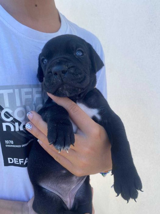 Cane Corso Italiano com LOP