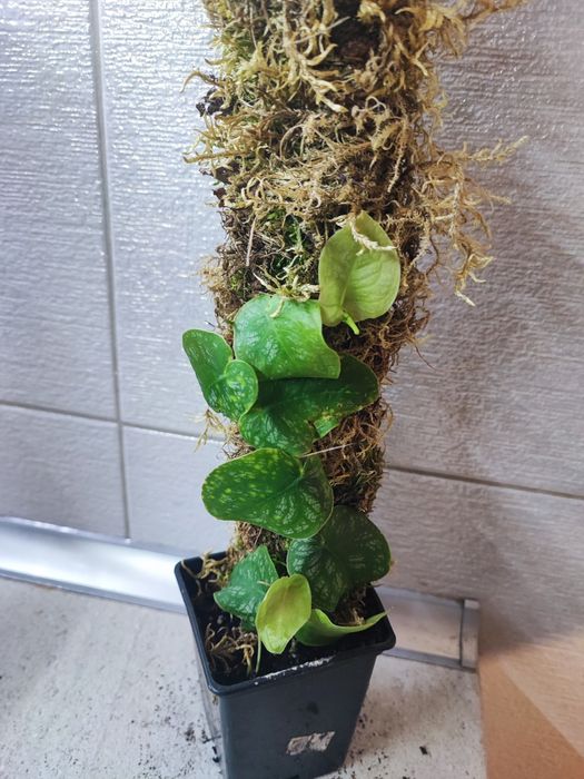 Monstera Dubia rosnąca na paliku