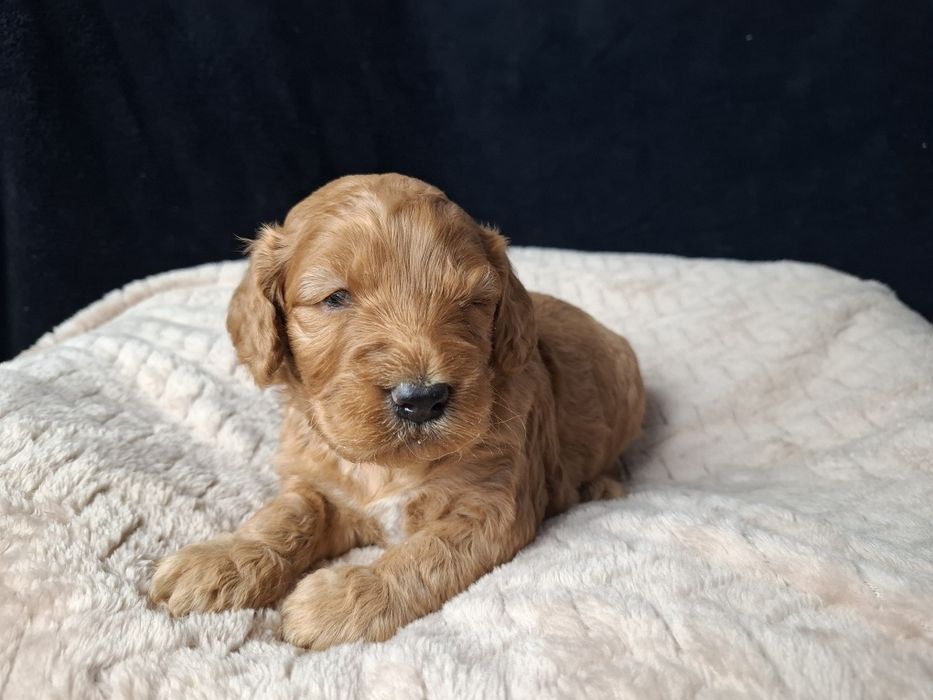 cocapoo mama cocker spaniel