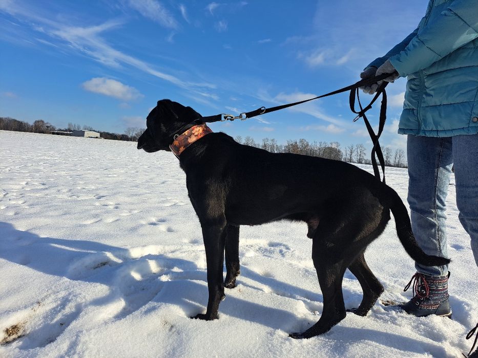 Duży i łagodny pies czeka na nowy dom