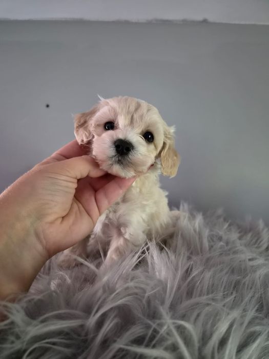 Malenki piesek maltipoo