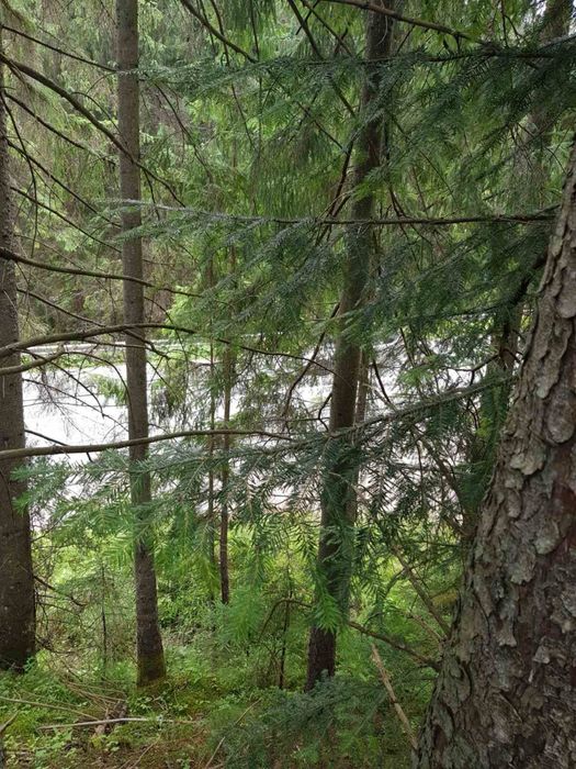 Земельна ділянка с.Яблуниця, переведена під будівництво!