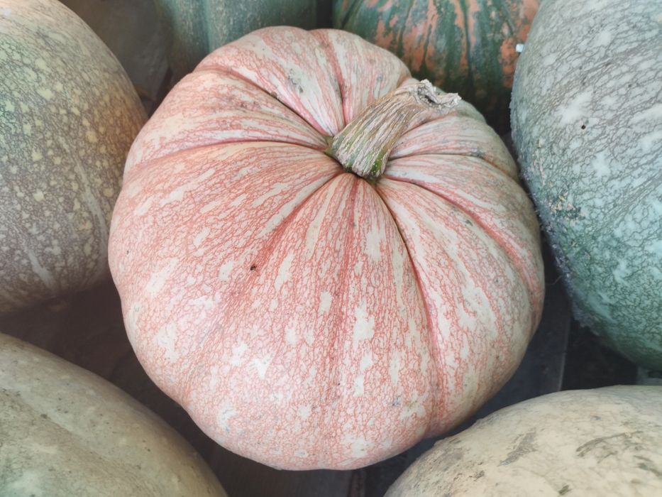 Abóboras de diversos tamanhos