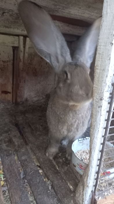 Самець породи бельгійський велитень