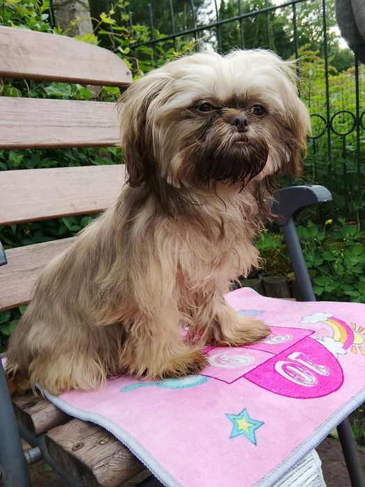 Gaga mini sunia shih tzu / domowa hodowla