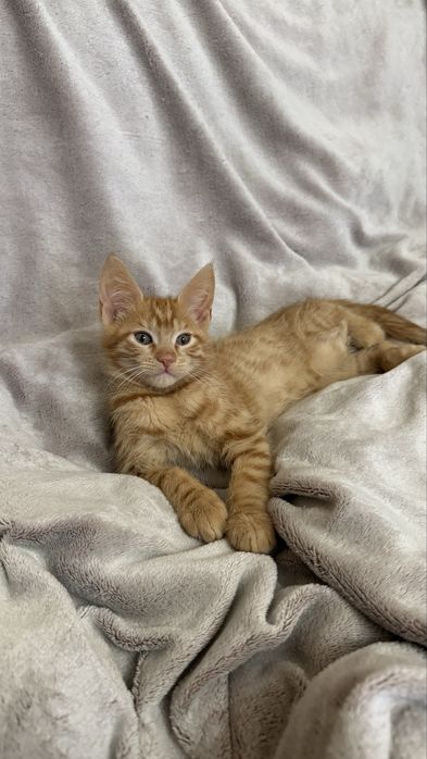 Продам котят мейн куна