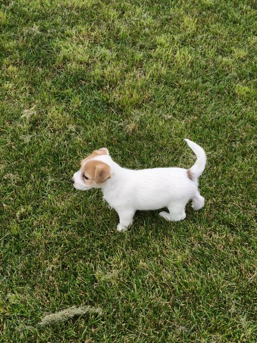 Jack Russell terrier FCI