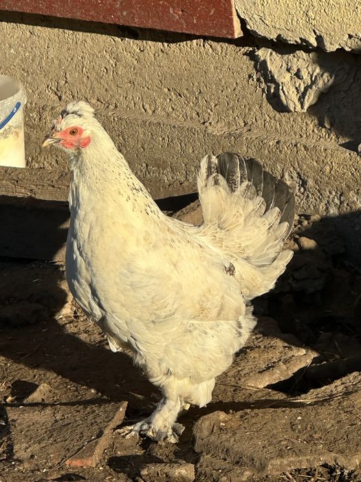 Продам курей ліліпутів бентемок