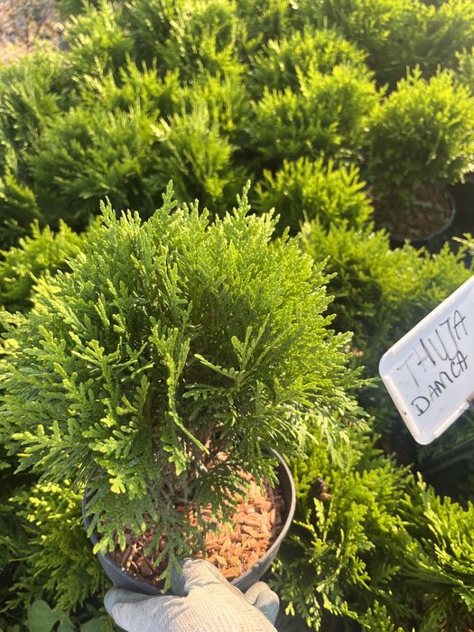 Tuja Danica Thuja occidentalis sadzonka doniczka 1.5 L -1 szt.