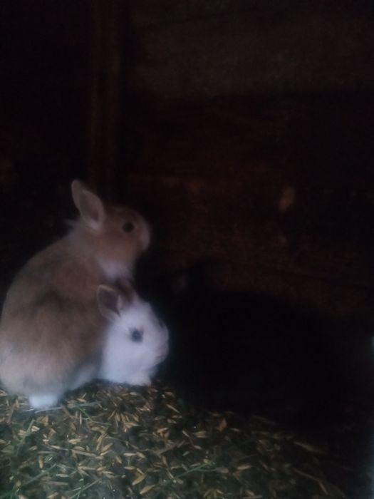 Króliki rasy mieszane i miniaturki