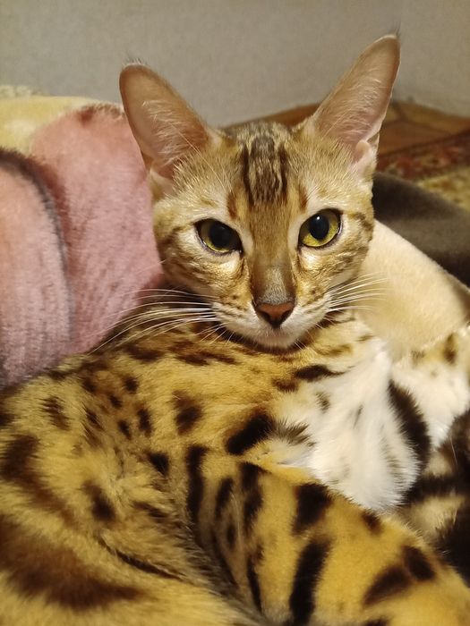 Кішка бенгальської породи