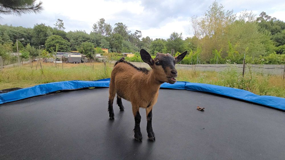 Cabras Anãs Adoráveis – Carinhosas e Bem Socializadas