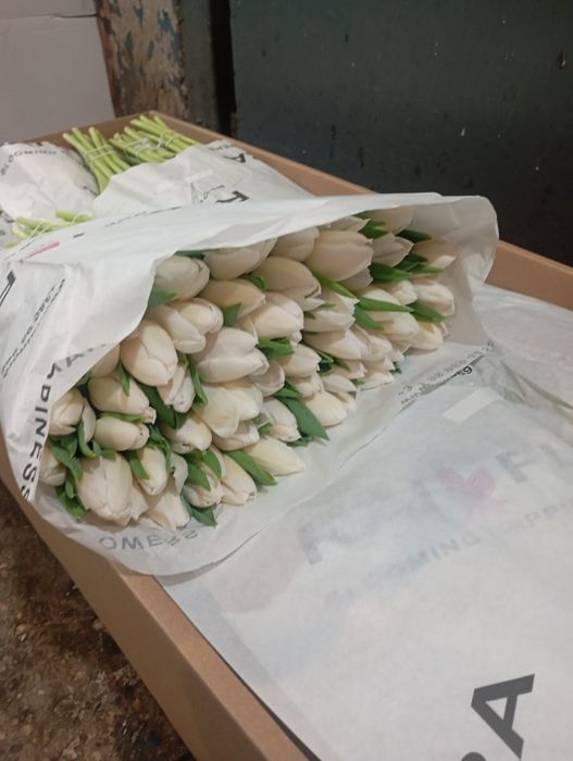 Тюльпани Голандія. Квіти.