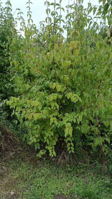 Кизил (дерен) саджанці сорт "Володимирський"