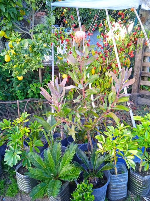 Vendo proteia bonita para jardim ou em vaso grande.