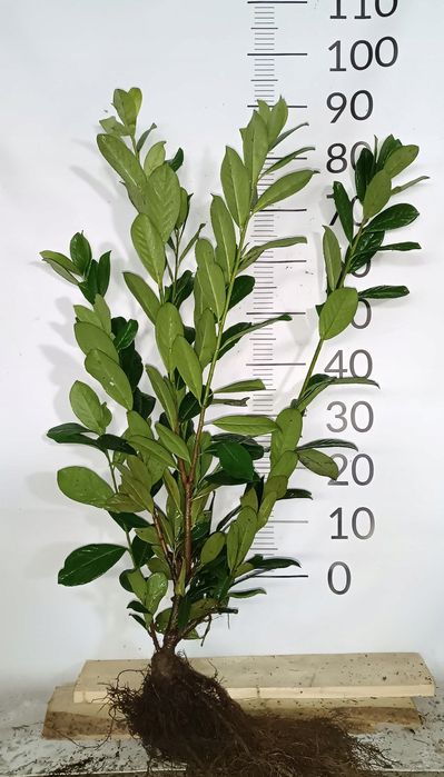Laurowiśnia novita , caucasica , rotundifolia 40-120cm
