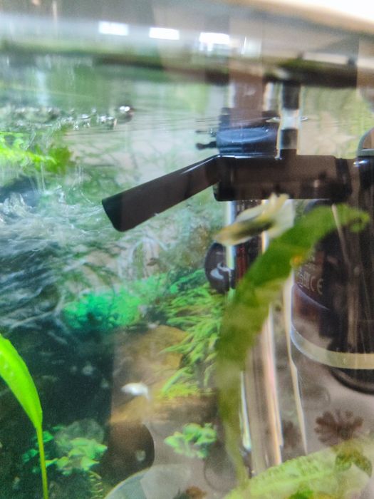 Пара дорослих гуппі.