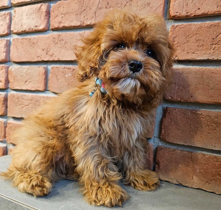 Chłopczyk  cavapoo do odbioru