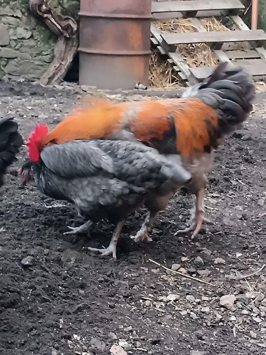 Ovos para incubação (Marans e Legorhn White)