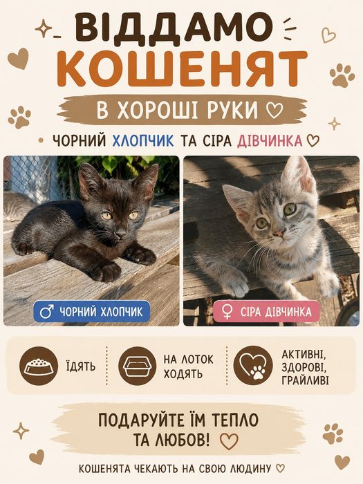 Кошенята в хороші руки