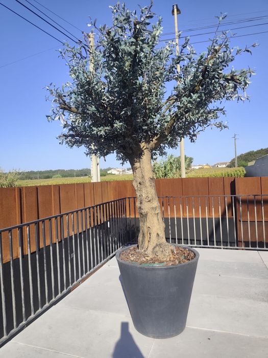 Oliveiras Artificiais de Luxo — Porte  Imponente