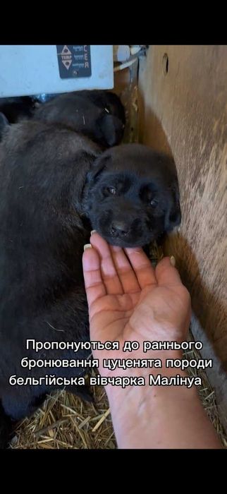 бельгійська вівчарка малінуа