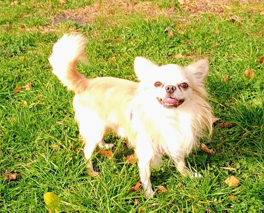 Чихуахуа хлопчик дорослий