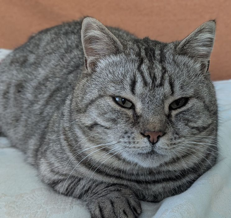 Британский короткошерстный Котико плюшевый мишка