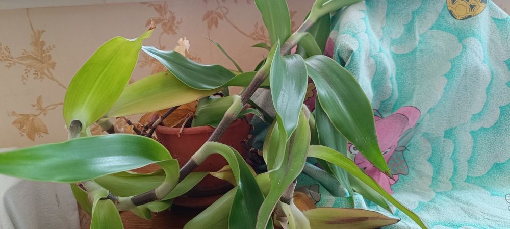 Золотой ус -лечебное растение