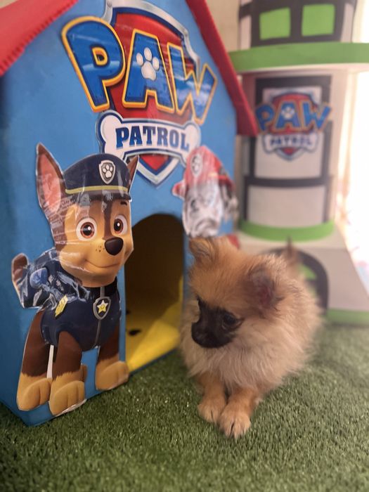 Sptiz macho anão miniatura lsrenja