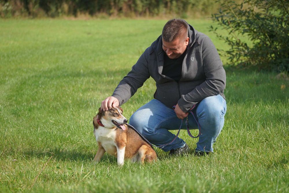 Flog - rewelacyjny pies szuka domu