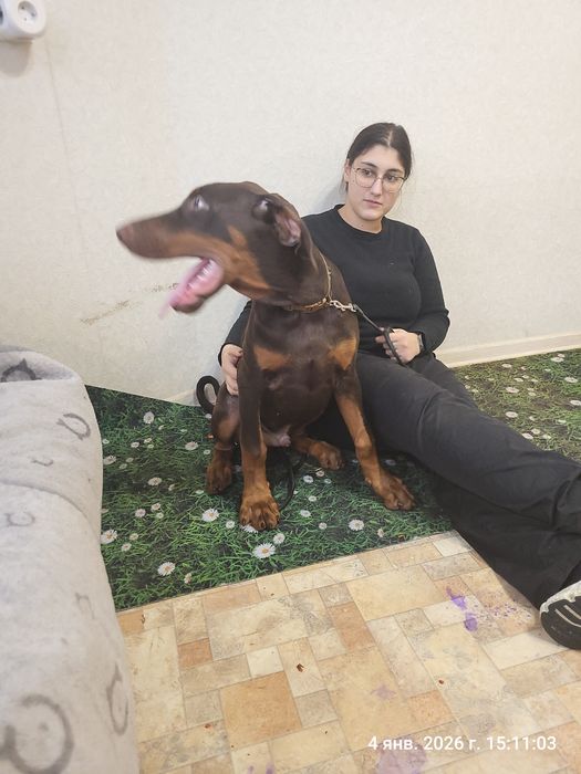 Отличные  щенки добермана