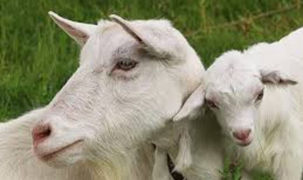 Продам коз на молоко, есть котные  козы на молоко, много коз